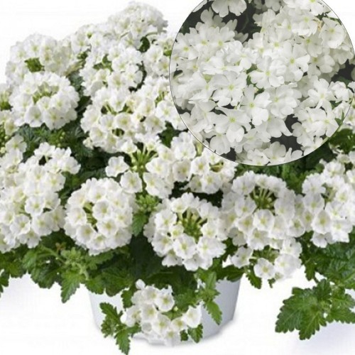 Verbena 'Empress® Sun White' - Aed-raudürt 'Empress® Sun White' 